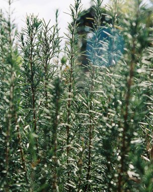 Ormanın güzel manzarası
