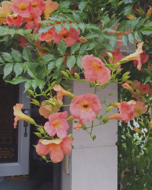 Bahçedeki güzel çiçekler