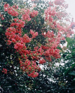 Güzel botanik fotoğrafı, doğal duvar kağıdı.