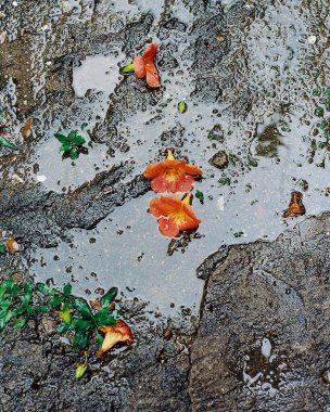 Sonbahar yaprakları, sonbahar bitkileri