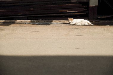 Kedi yerde oturuyor.