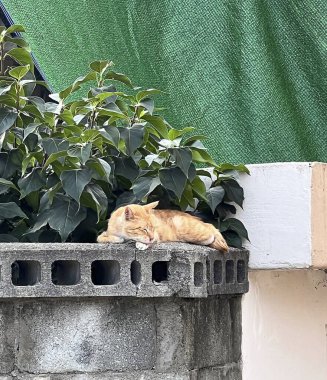 Kedi yerde oturuyor.