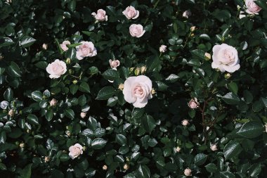 Güzel botanik fotoğrafı, doğal duvar kağıdı.
