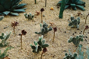 Bahçesinde bir sürü bitki olan kaktüsler.
