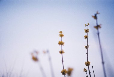 Güzel botanik fotoğrafı, doğal duvar kağıdı.