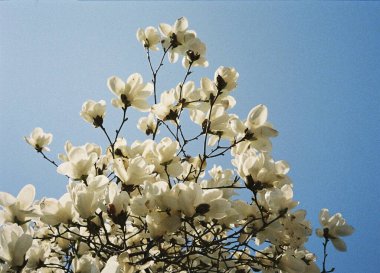 Güzel botanik fotoğrafı, doğal duvar kağıdı.