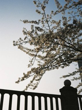 Güzel botanik fotoğrafı, doğal duvar kağıdı.