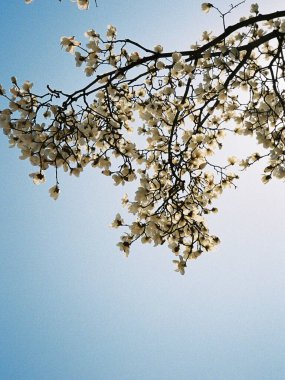 Güzel botanik fotoğrafı, doğal duvar kağıdı.