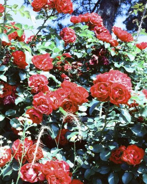 Bahçede kırmızı ve beyaz güller