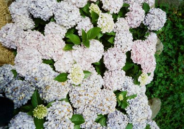 Bahçede beyaz çiçekler