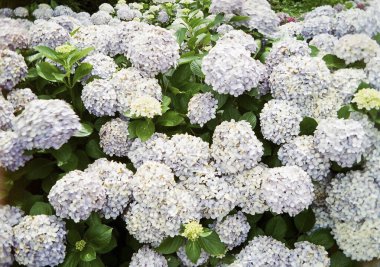 Bahçedeki güzel leylak çiçekleri.