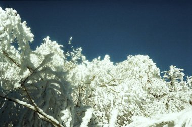 Karla kaplı ağaçlarla kaplı kış manzarası