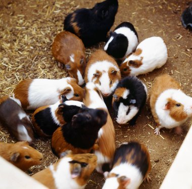 Grup, eskiden şiling şimdi domuz