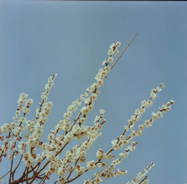 Güzel botanik fotoğrafı, doğal duvar kağıdı.