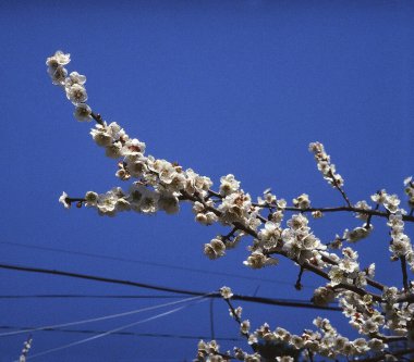 Bahçede güzel bahar çiçekleri