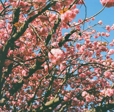Güzel botanik fotoğrafı, doğal duvar kağıdı.