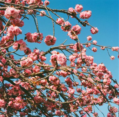 Bahçedeki güzel çiçekler