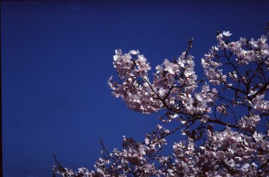 İlkbaharda kiraz çiçeği