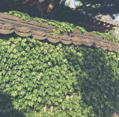 yeşil yapraklar, bitki yaprakları