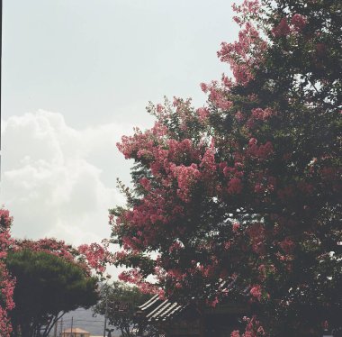 Güzel botanik fotoğrafı, doğal duvar kağıdı.