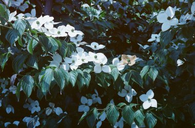 Yazın ağaçtaki çiçekler parkta, doğa ve çiçekler, güzel doğa arka planı