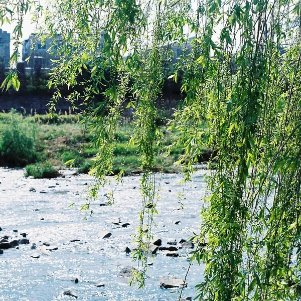 Ormanın güzel manzarası