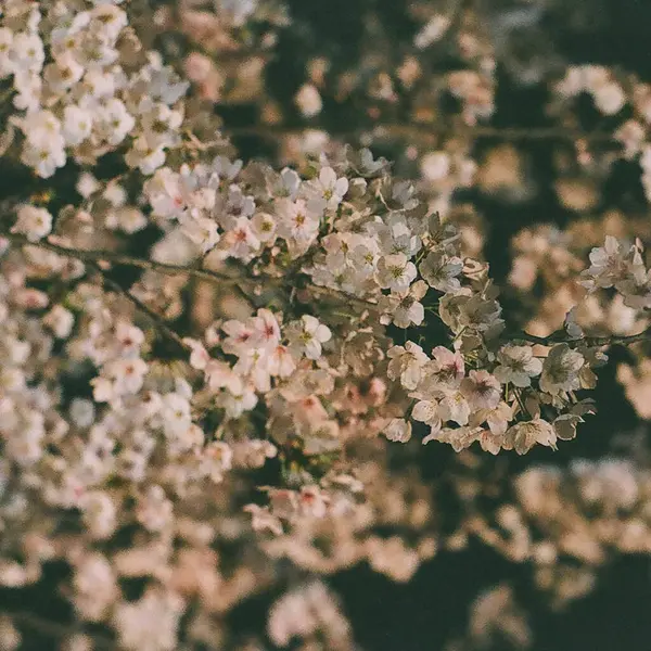 Güzel botanik fotoğrafı, doğal duvar kağıdı.