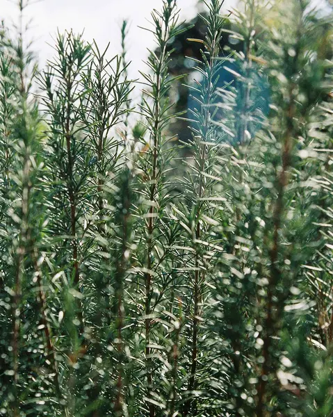 Ormanın güzel manzarası