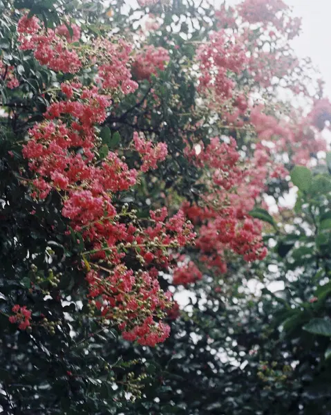 Güzel botanik fotoğrafı, doğal duvar kağıdı.