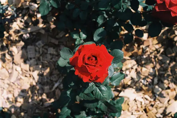 Bahçede gül, flora