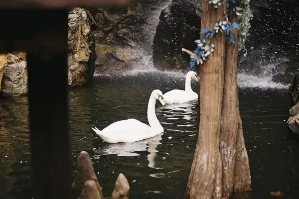 Ormandaki gölün güzel manzarası