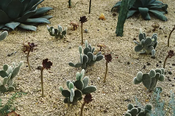 Bahçesinde bir sürü bitki olan kaktüsler.
