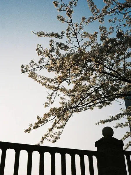 Güzel botanik fotoğrafı, doğal duvar kağıdı.