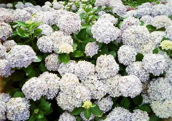 Bahçedeki güzel leylak çiçekleri.