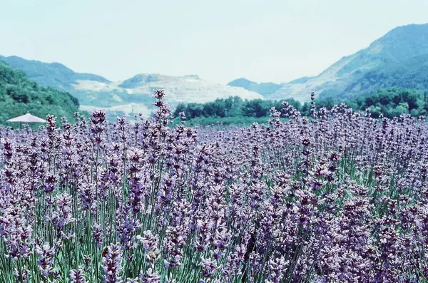 Çiçeklerle dolu bir tarlası ve bir dağı olan güzel bir manzara.
