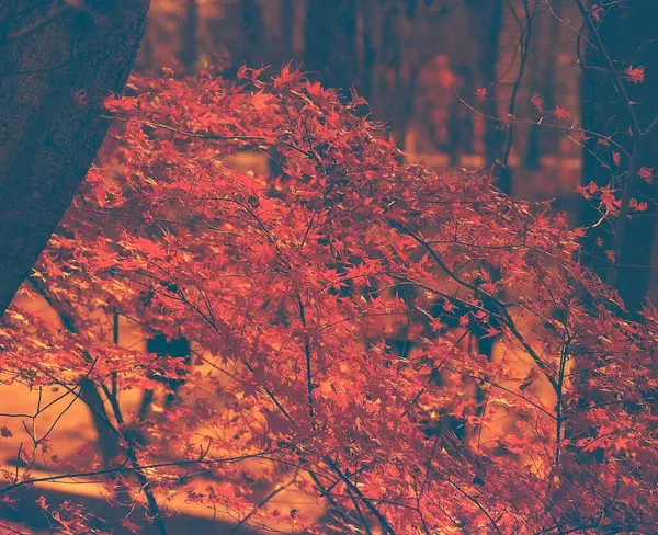 Kızıl yapraklı sonbahar ormanı