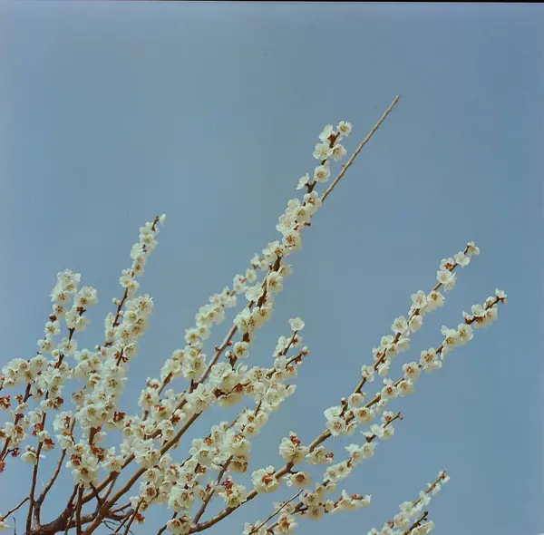 Güzel botanik fotoğrafı, doğal duvar kağıdı.