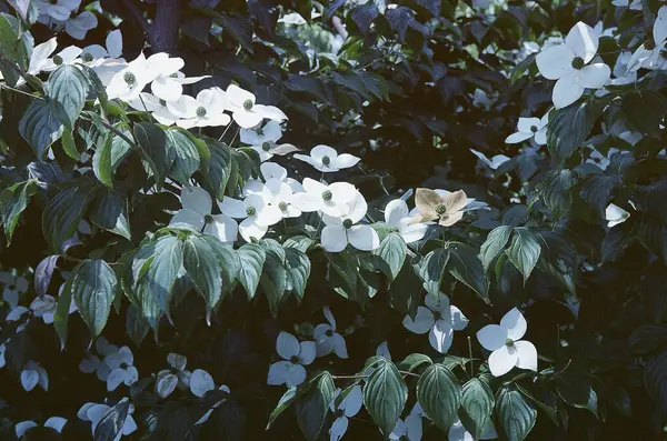 Yazın ağaçtaki çiçekler parkta, doğa ve çiçekler, güzel doğa arka planı