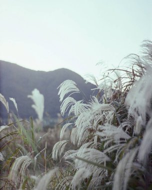 Ağacı ve dağı olan güzel bir manzara.