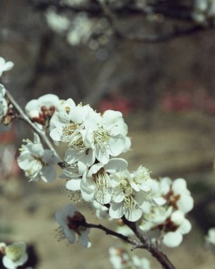 Güzel botanik fotoğrafı, doğal duvar kağıdı.