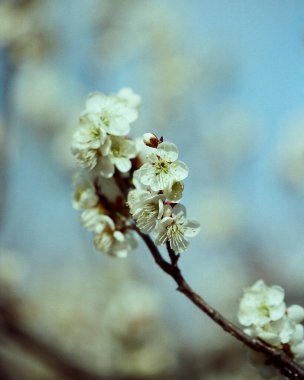 Ağaçtaki güzel bahar çiçekleri