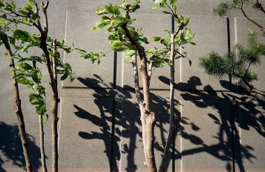 Bir ağaç gövdesinin yakın plan çekimi.