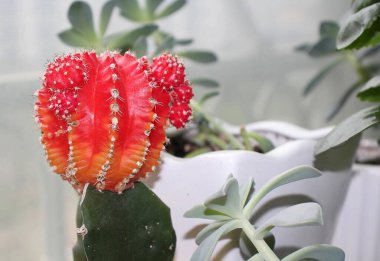 Bahçedeki kaktüse yakın.