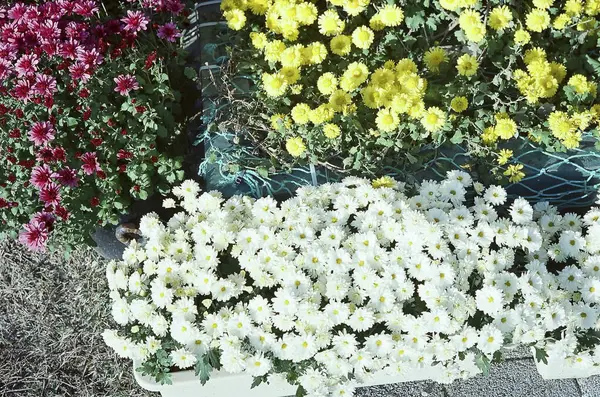 Bahçedeki güzel çiçekler