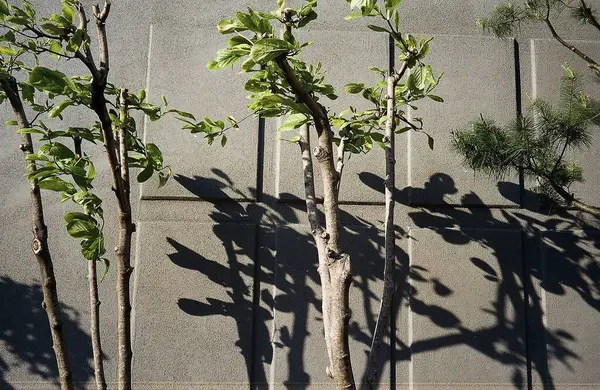 Bir ağaç gövdesinin yakın plan çekimi.