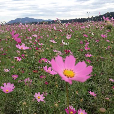 Yazın bahçede kozmos çiçekleri