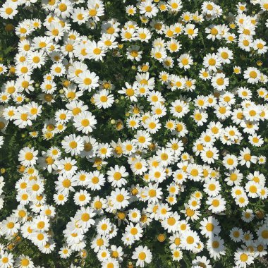 Bahçedeki beyaz papatyalar