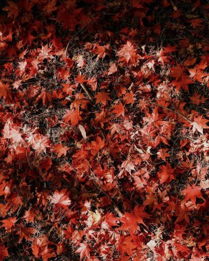 Sonbahar akçaağacı arkaplanı terk eder