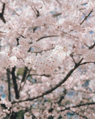 Bahçede güzel bahar çiçekleri