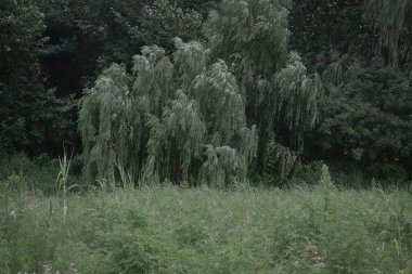 Ormanda yeşil çimenler